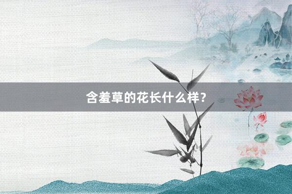 含羞草的花长什么样？
